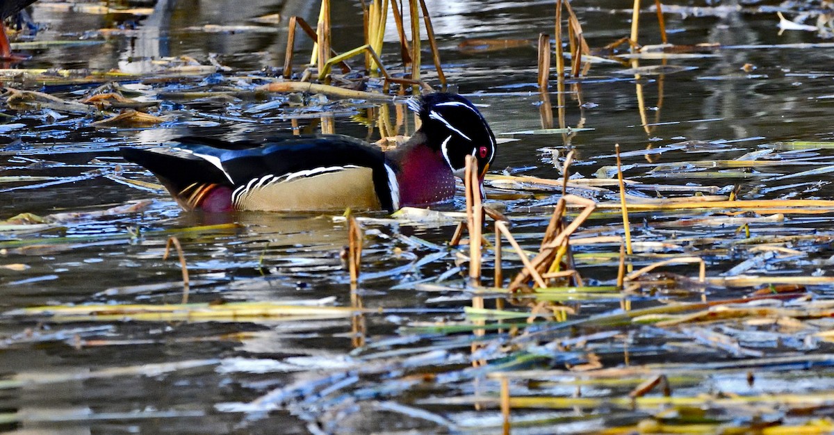 Wood Duck - ML643937505