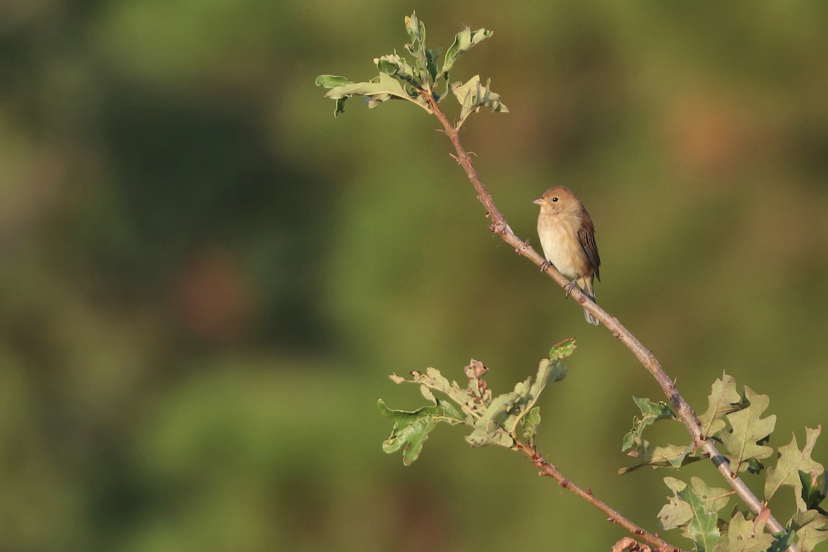 Indigo Bunting - ML643937515