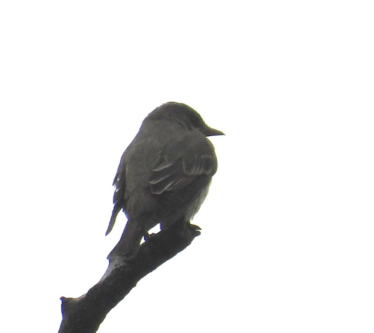 Olive-sided Flycatcher - ML643937518