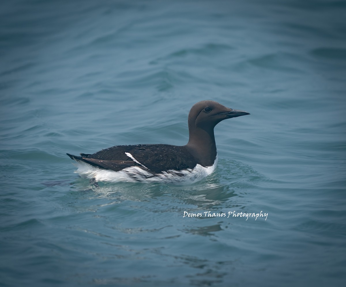 Common Murre - ML643937527