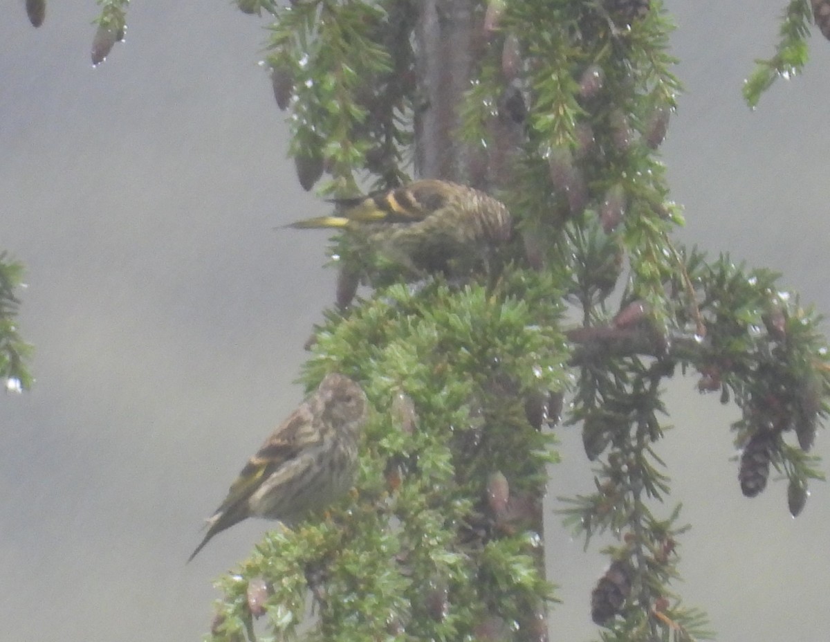 Pine Siskin - ML643937554