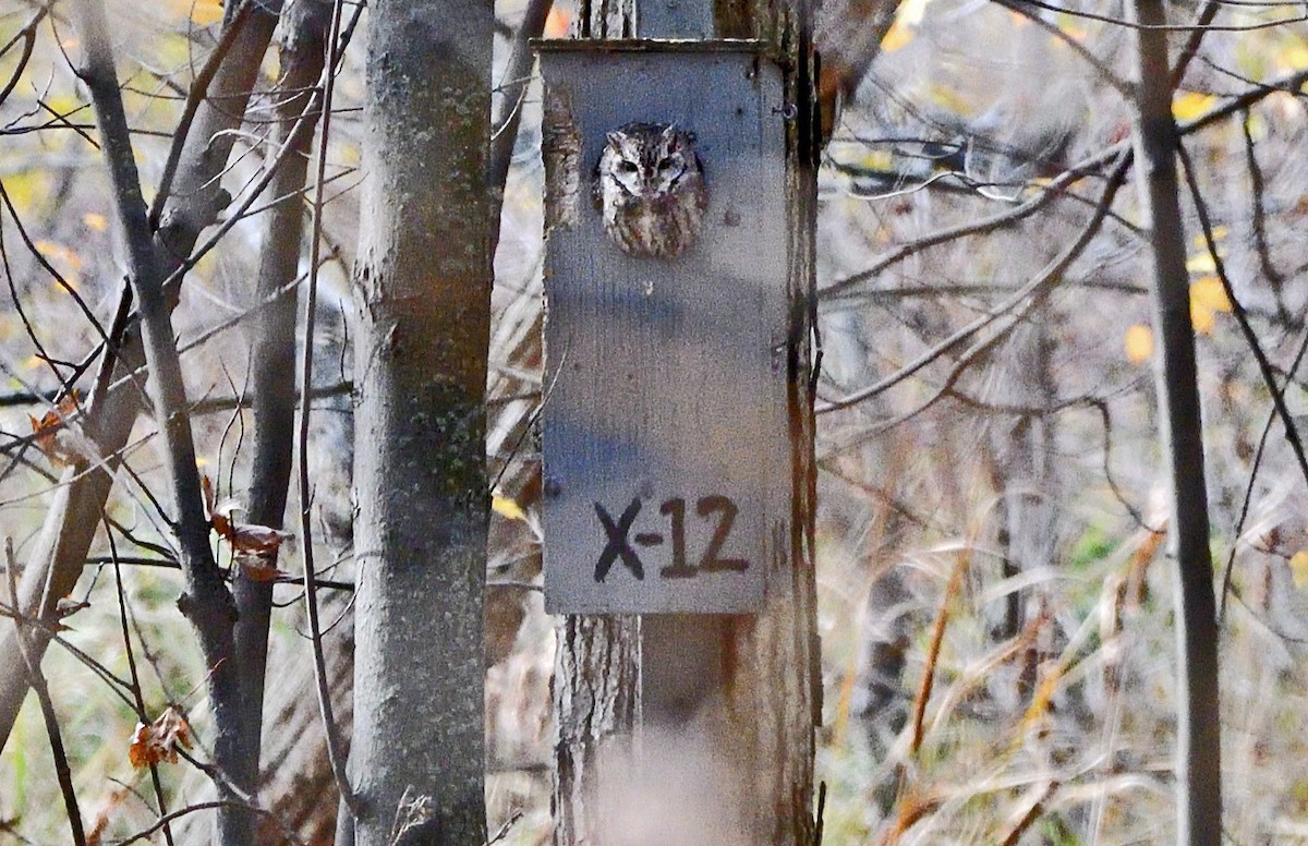 Eastern Screech-Owl - ML643937564