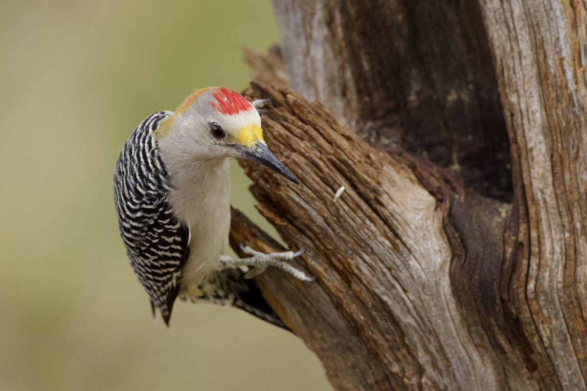 Golden-fronted Woodpecker - ML643937570