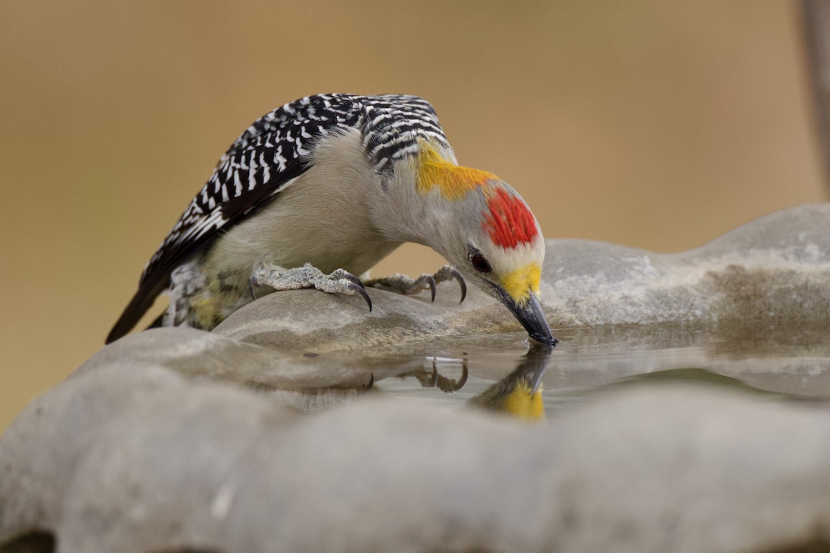 Golden-fronted Woodpecker - ML643937571