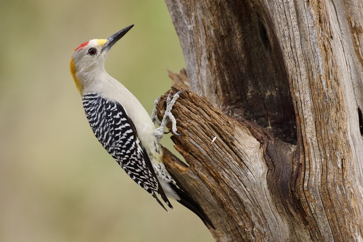 Golden-fronted Woodpecker - ML643937572
