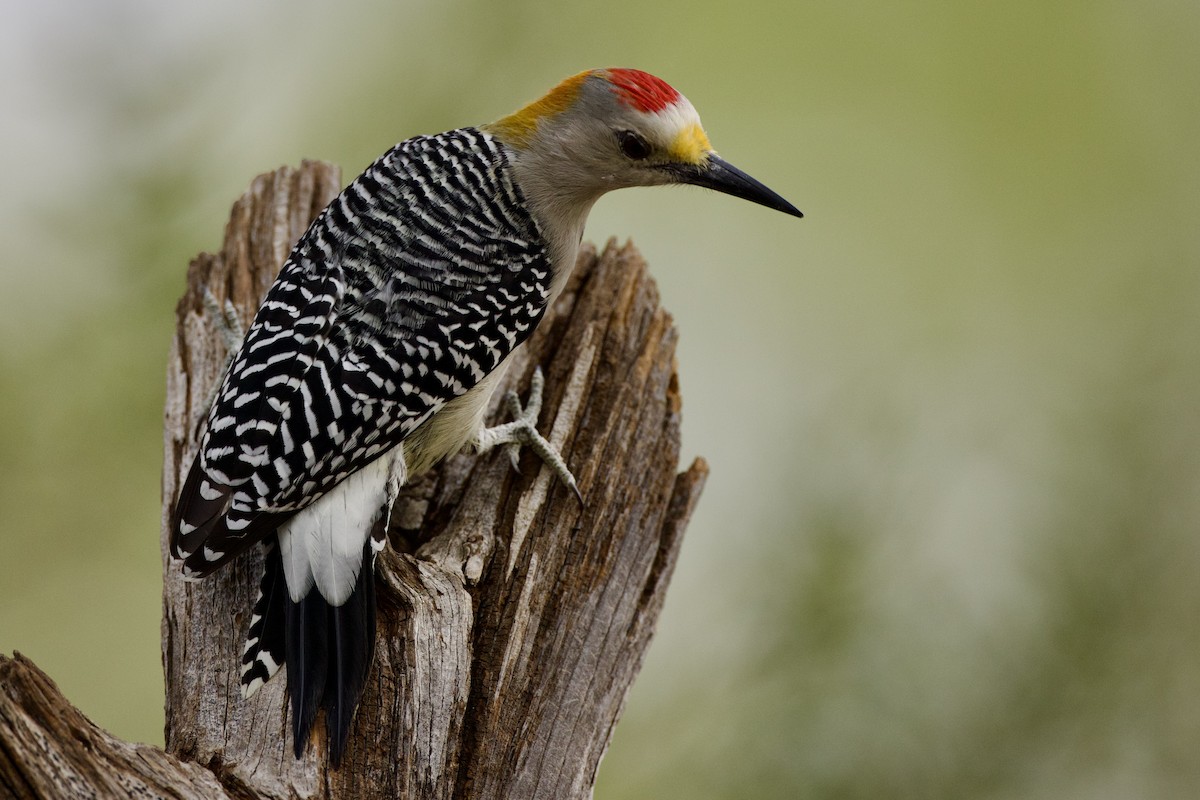 Golden-fronted Woodpecker - ML643937573