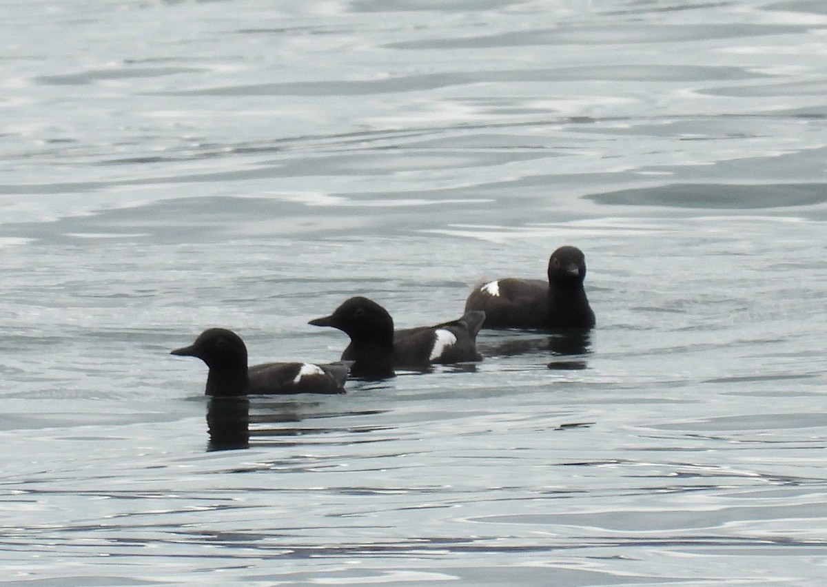 Pigeon Guillemot - ML643937575