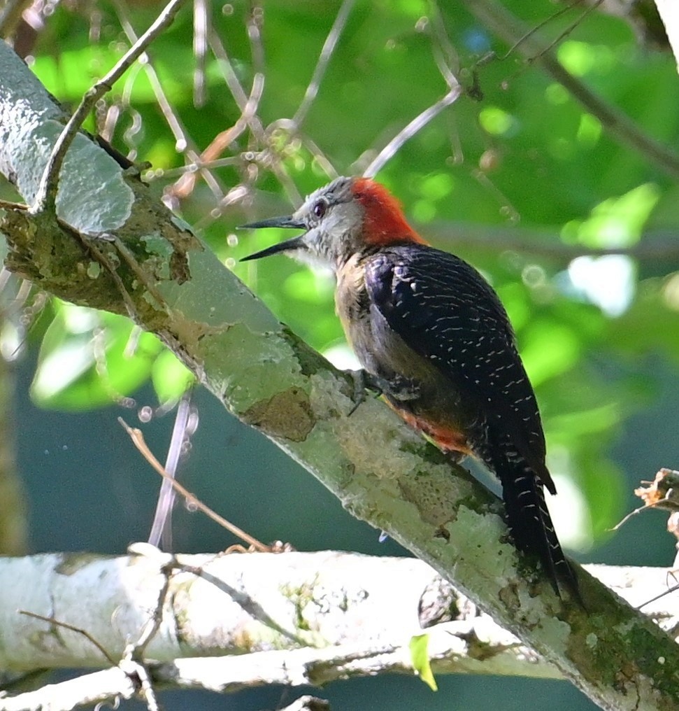 Jamaican Woodpecker - ML643937590