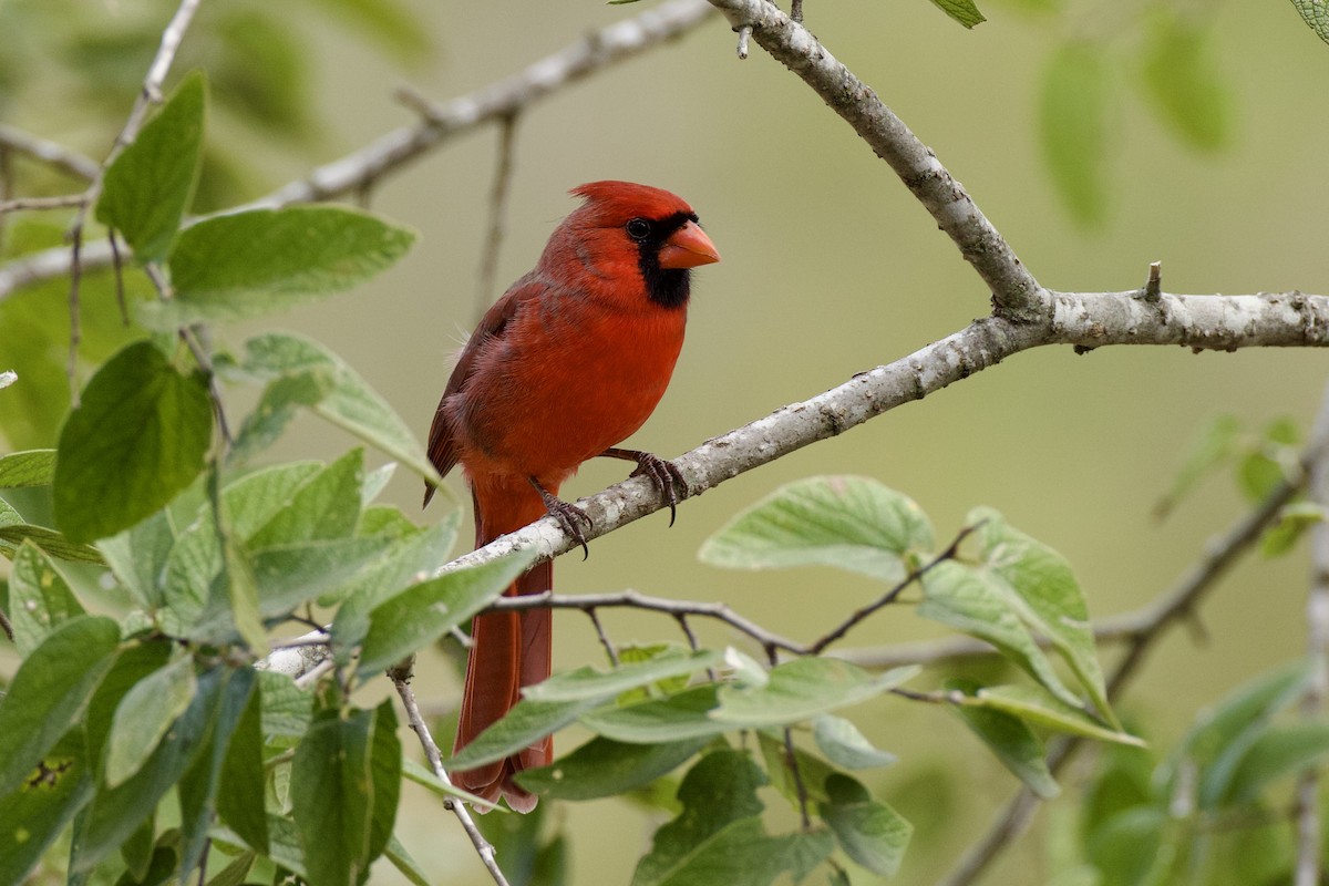 Northern Cardinal - ML643937591