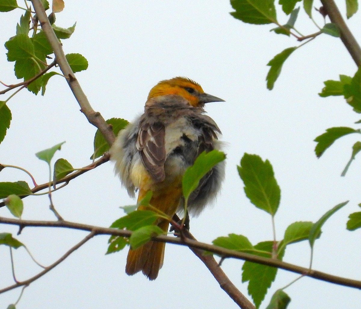 Bullock's Oriole - ML643937592