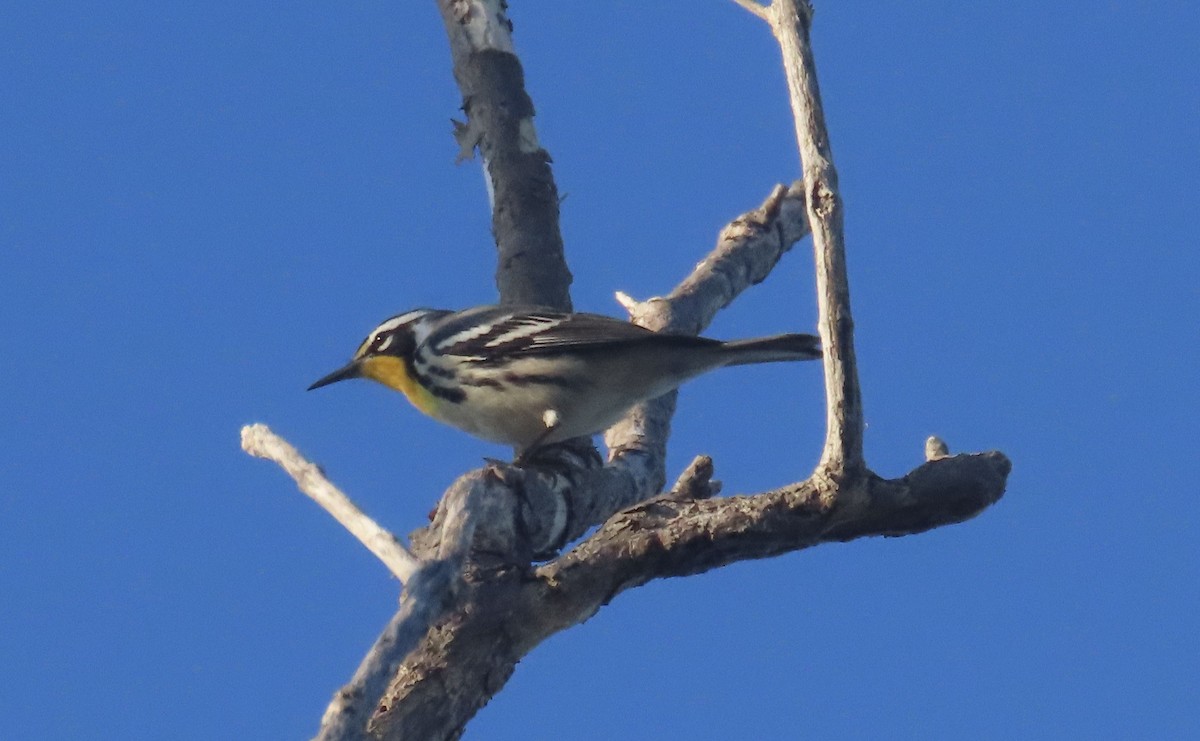 Yellow-throated Warbler - ML643937593