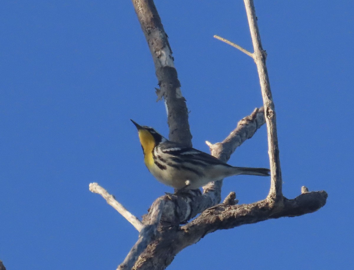 Yellow-throated Warbler - ML643937596