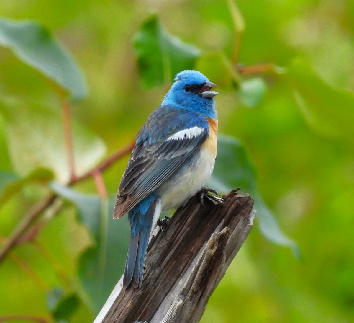 Lazuli Bunting - ML643937597