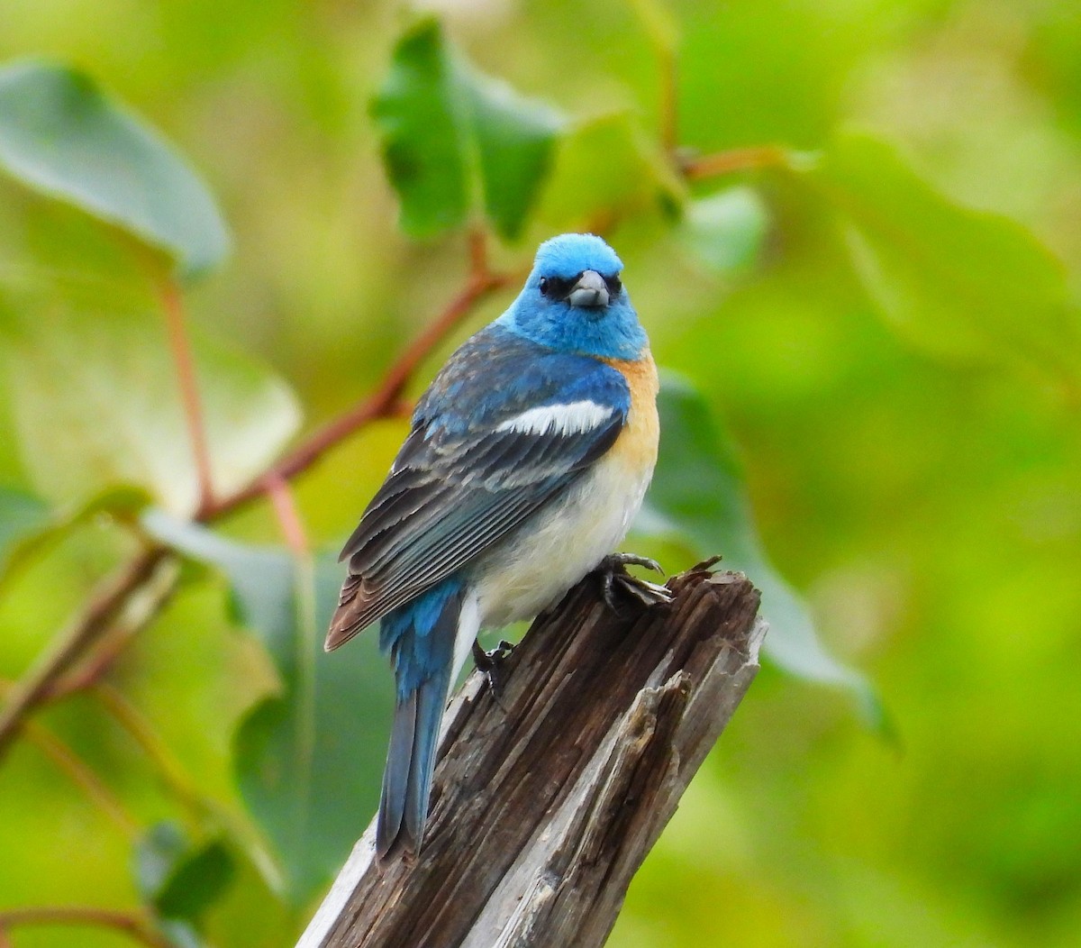 Lazuli Bunting - ML643937598
