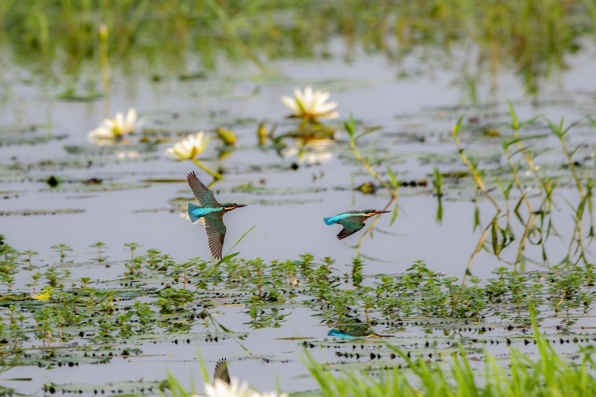 Common Kingfisher - ML643937603