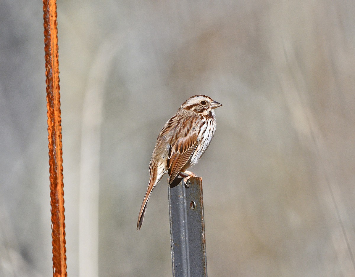 Song Sparrow - ML643937616