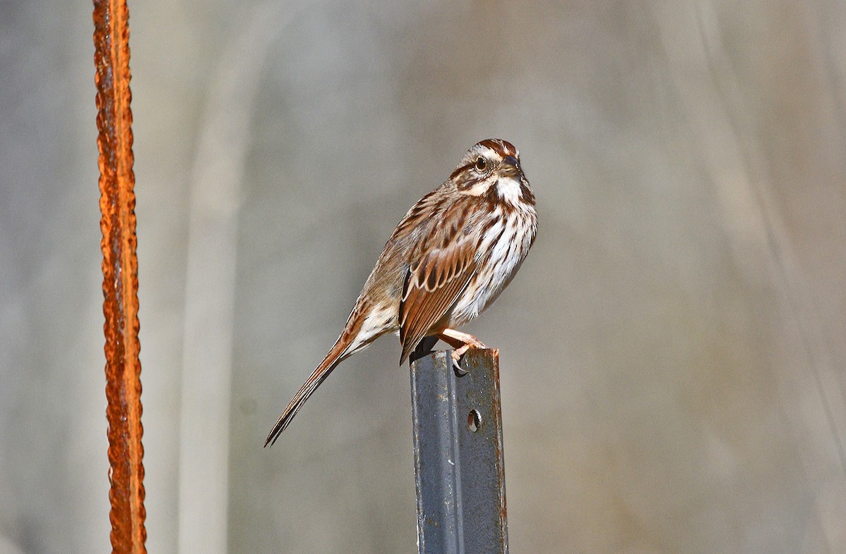 Song Sparrow - ML643937617