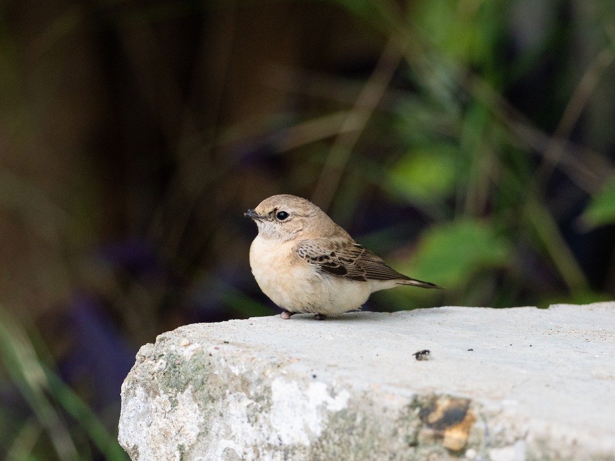 Eastern Black-eared Wheatear - ML643937623