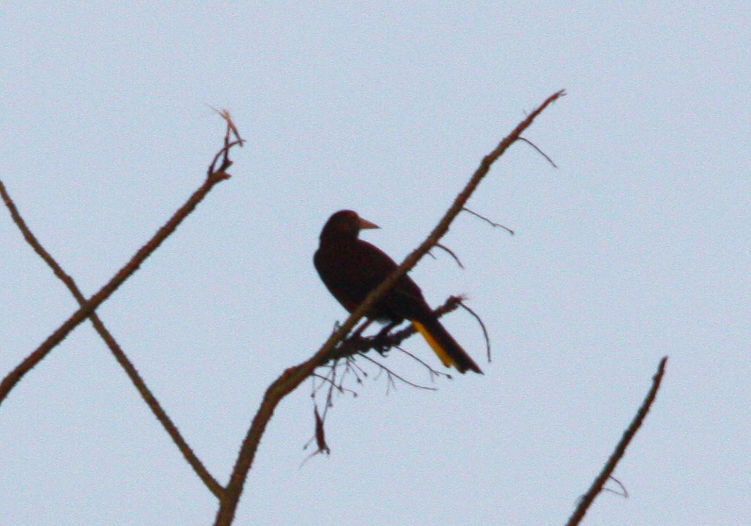 Russet-backed Oropendola - ML643937653