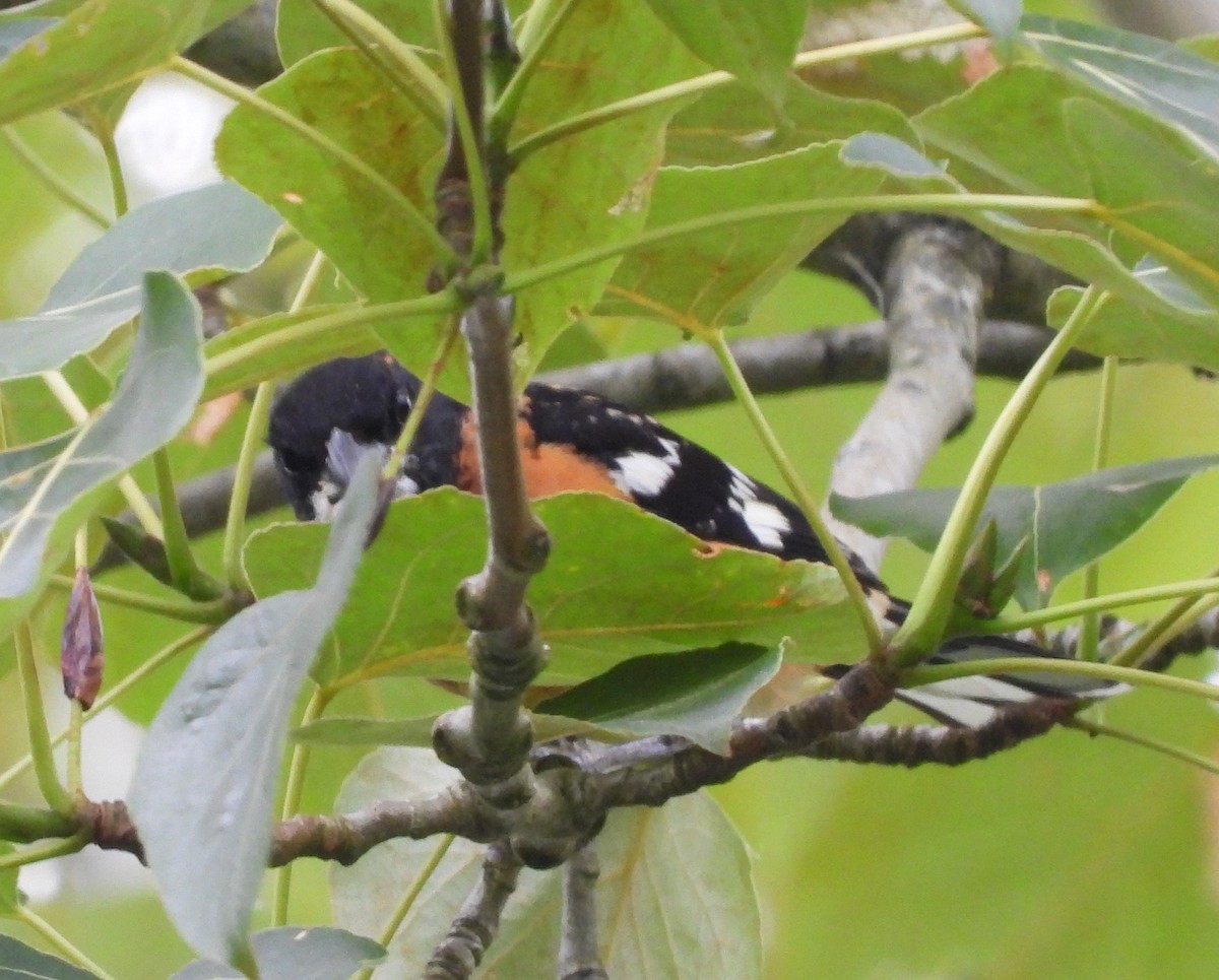 Black-headed Grosbeak - ML643937658