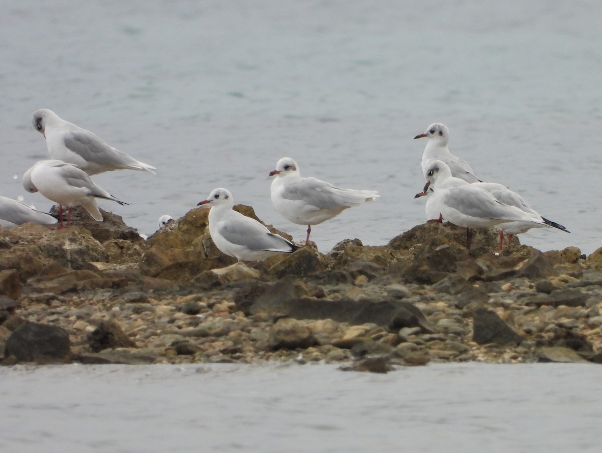 Mediterranean Gull - ML643937675