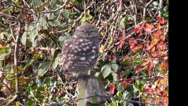 Little Owl - ML643937693