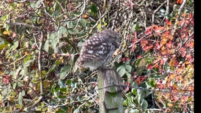 Little Owl - ML643937694