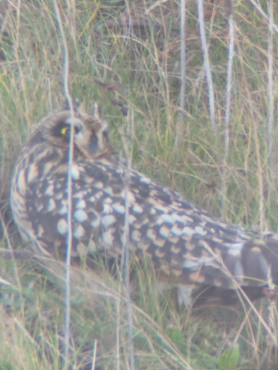 Short-eared Owl (Northern) - ML643937696