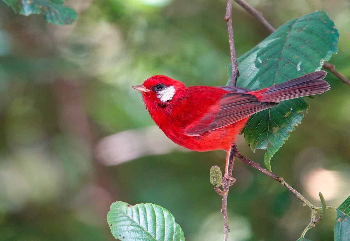 Red Warbler (White-cheeked) - ML643937698