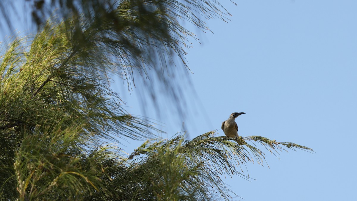 Little Friarbird - ML643937704