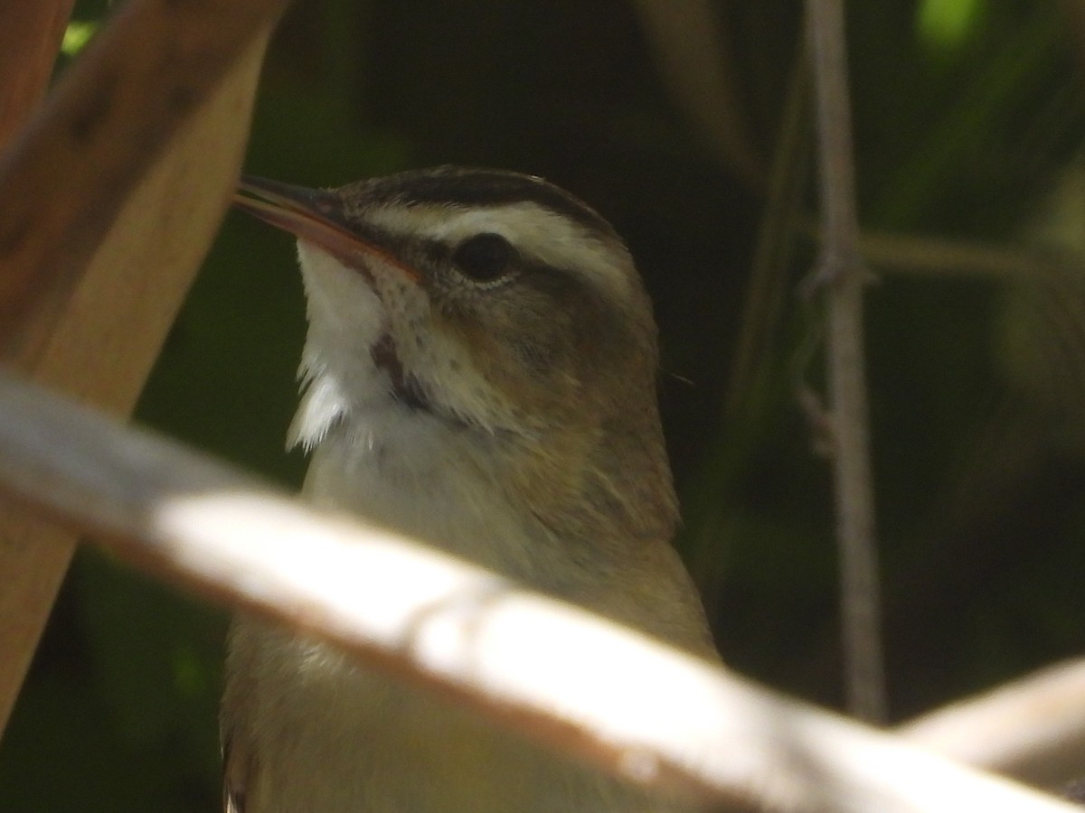 Sedge Warbler - ML643937713