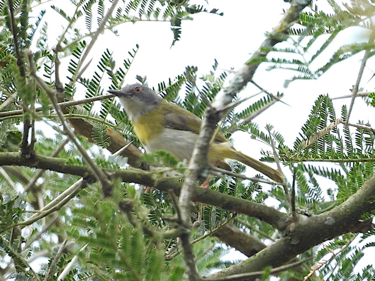 Желтогрудый апалис - ML643937727