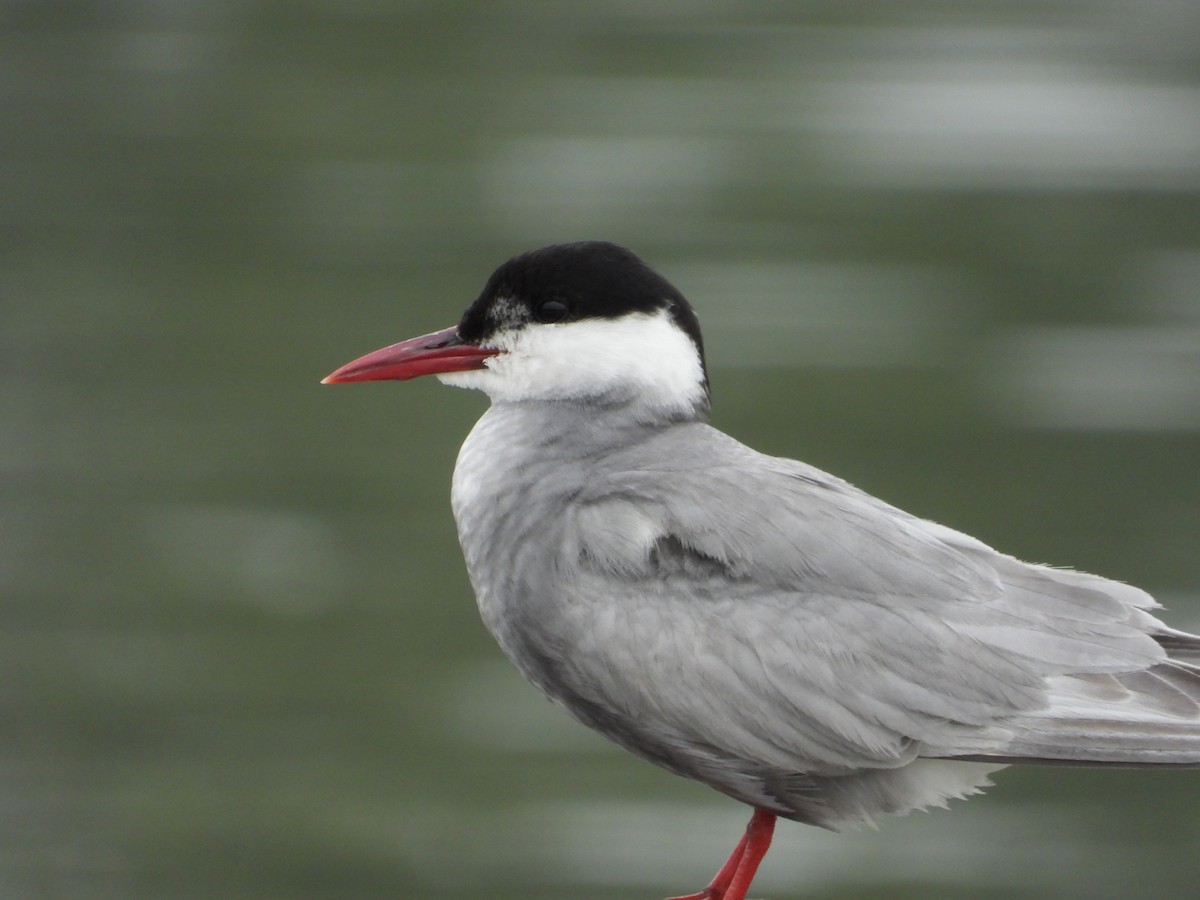 Whiskered Tern - ML643937740
