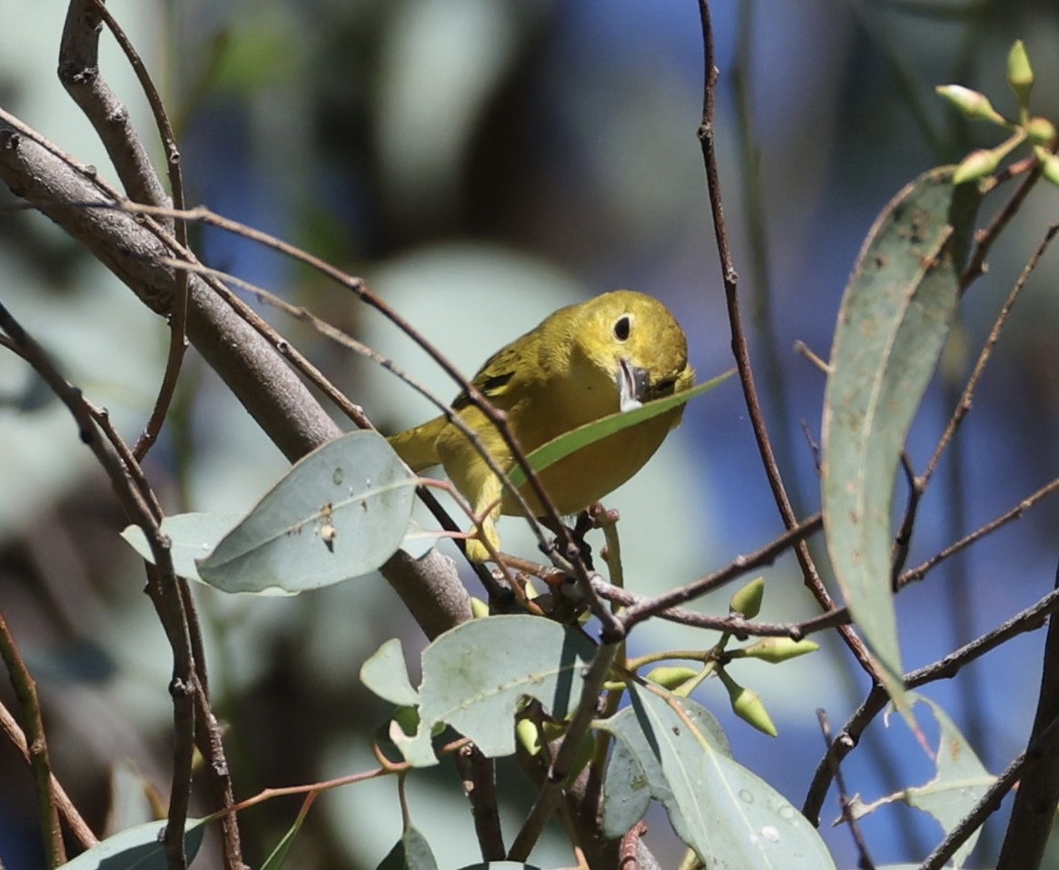 Yellow Warbler (Northern) - ML643937741