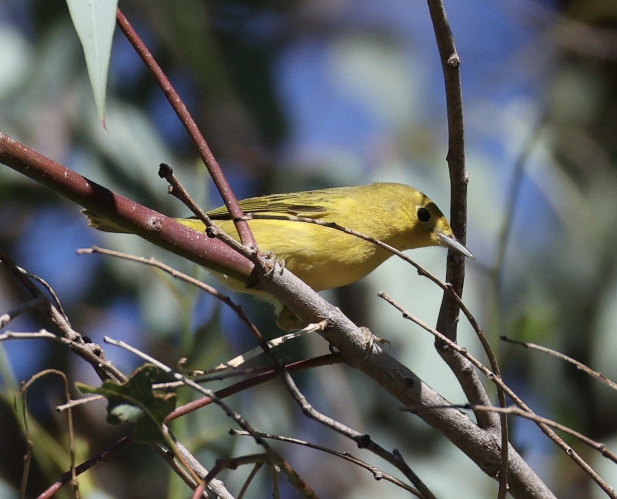 Yellow Warbler (Northern) - ML643937742