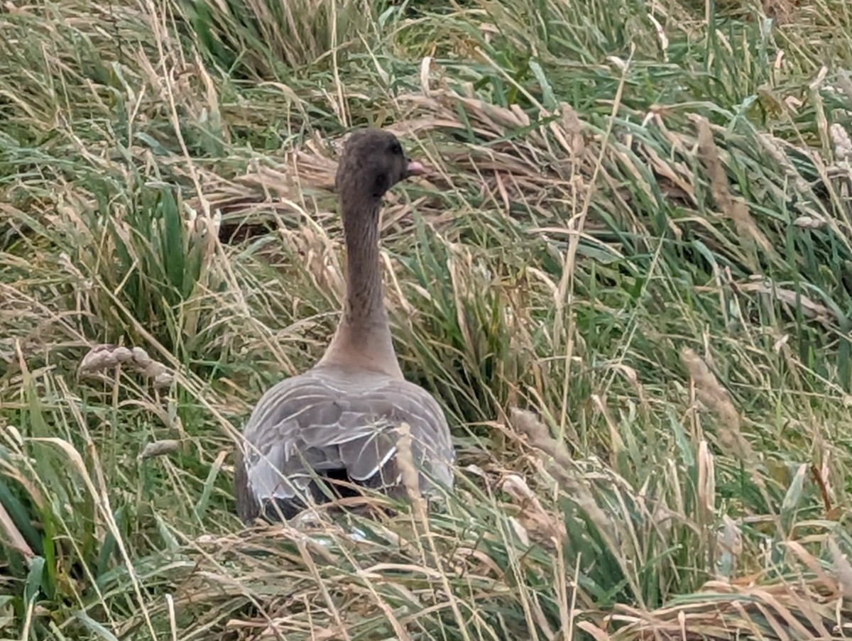 Pink-footed Goose - ML643937746