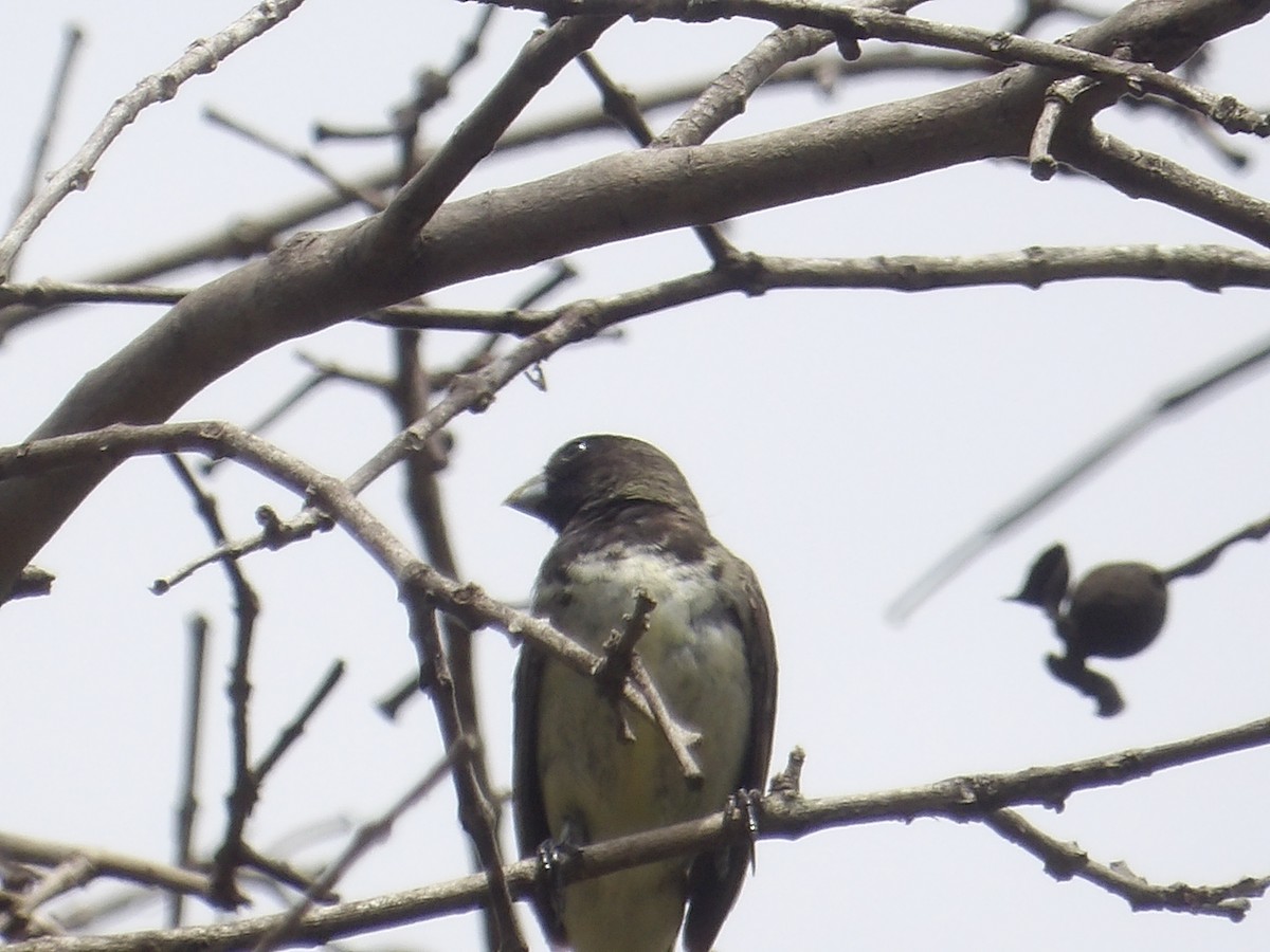 Yellow-bellied Seedeater - ML643937748