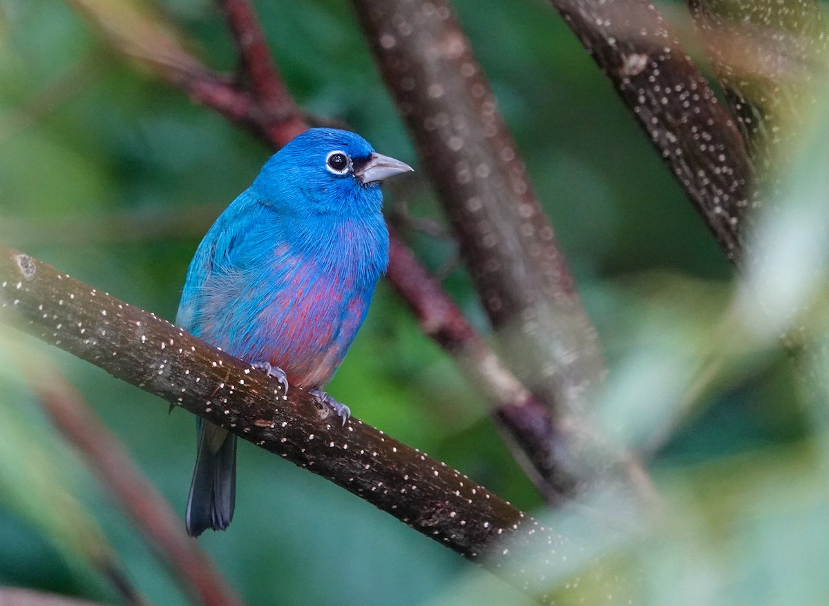 Rose-bellied Bunting - ML643937749