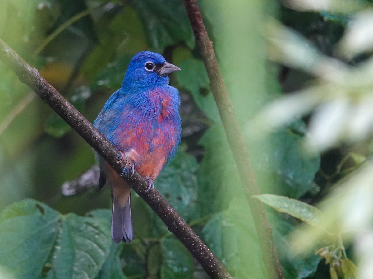 Rose-bellied Bunting - ML643937750