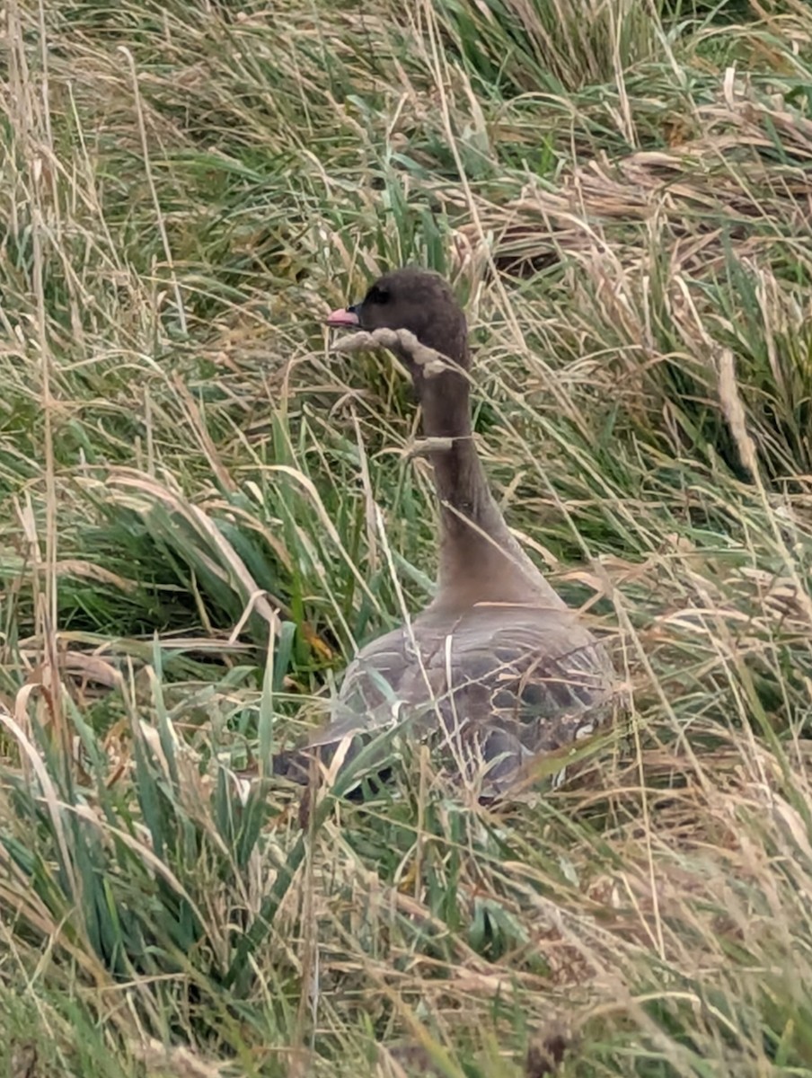 Pink-footed Goose - ML643937766