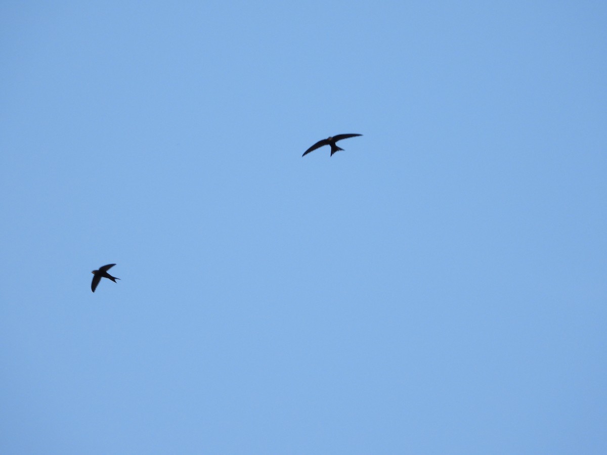 Common Swift - ML643937770