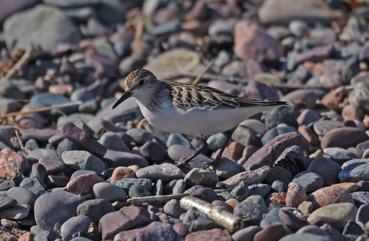 Semipalmated Sandpiper - ML643937778