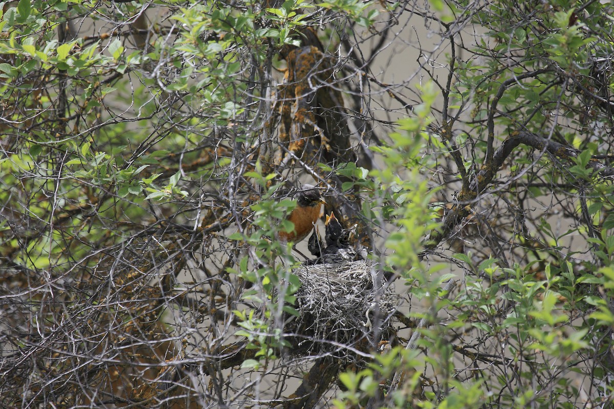 vandretrost - ML643937780