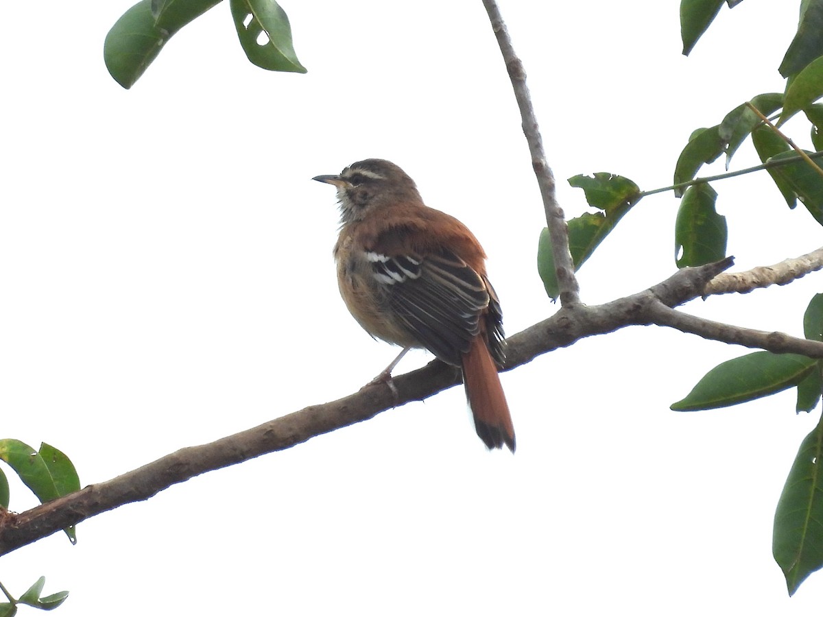 Rufous-tailed Scrub-Robin - ML643937783