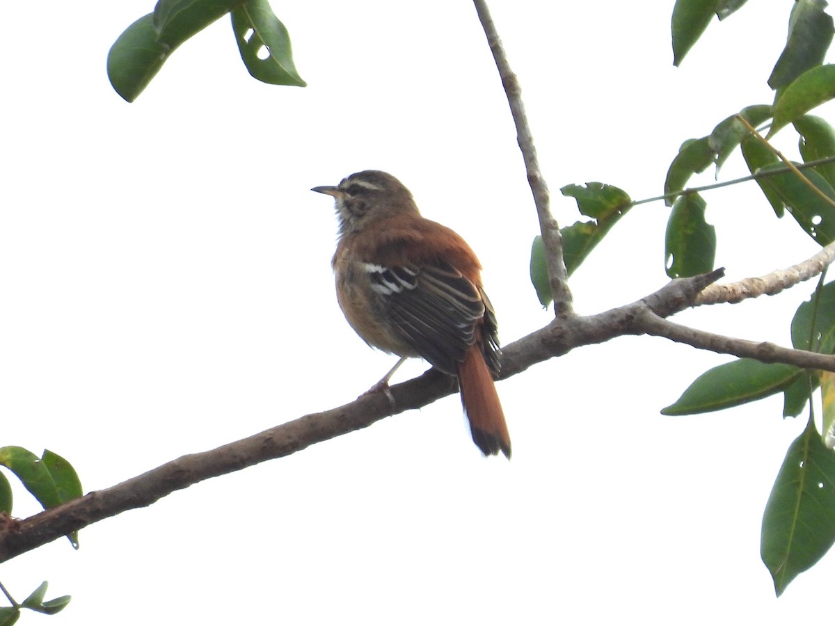 Rufous-tailed Scrub-Robin - ML643937784