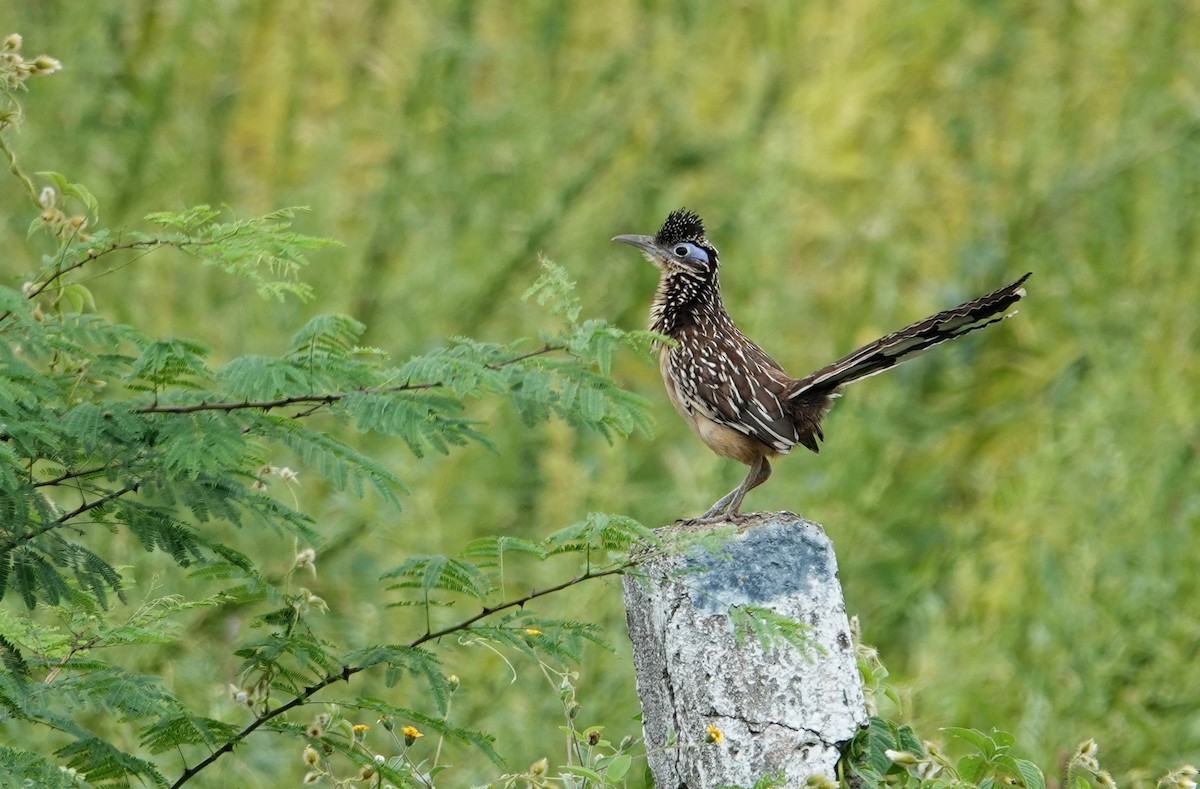 Lesser Roadrunner - ML643937813