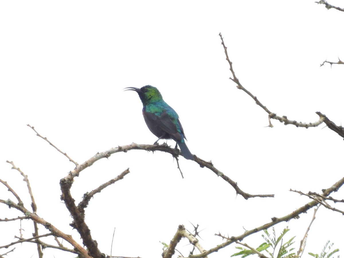 akasiesolfugl - ML643937818