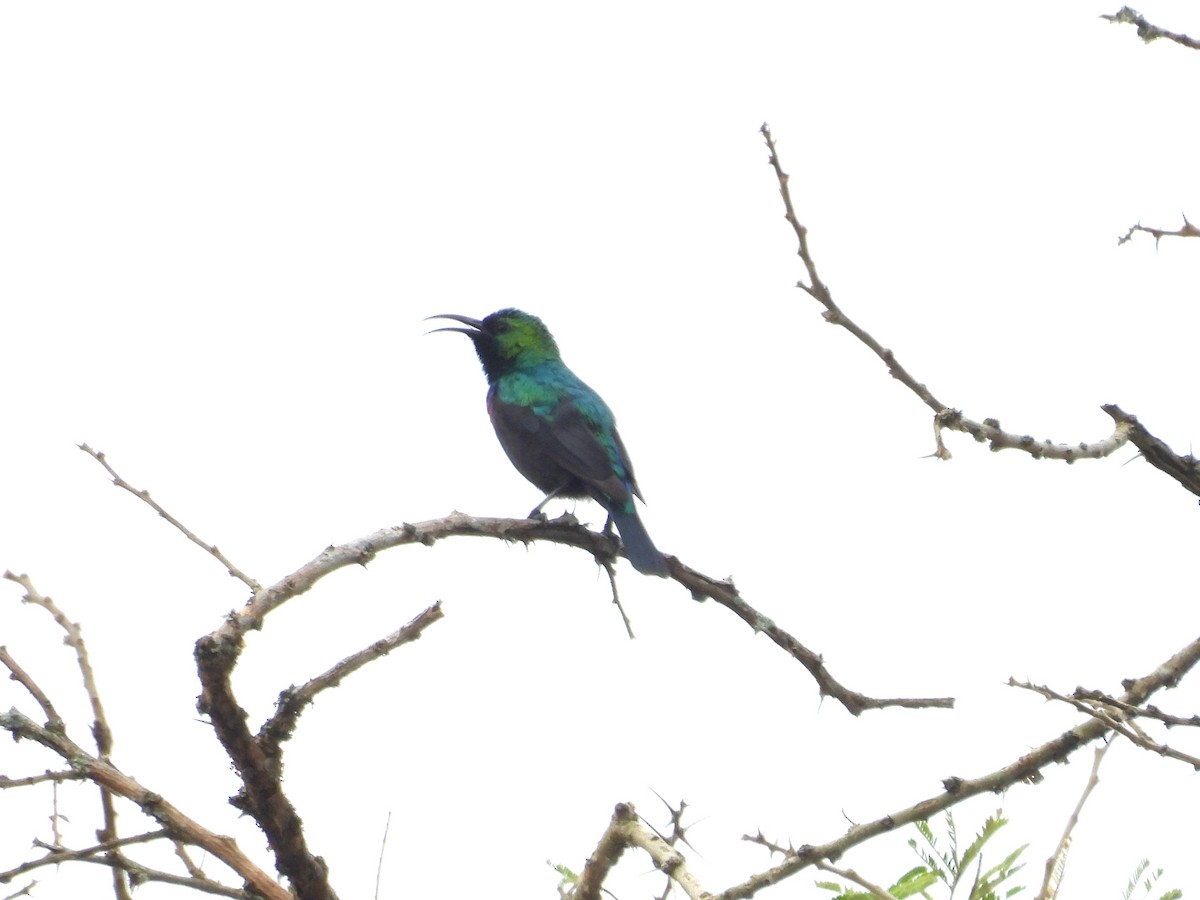 akasiesolfugl - ML643937819