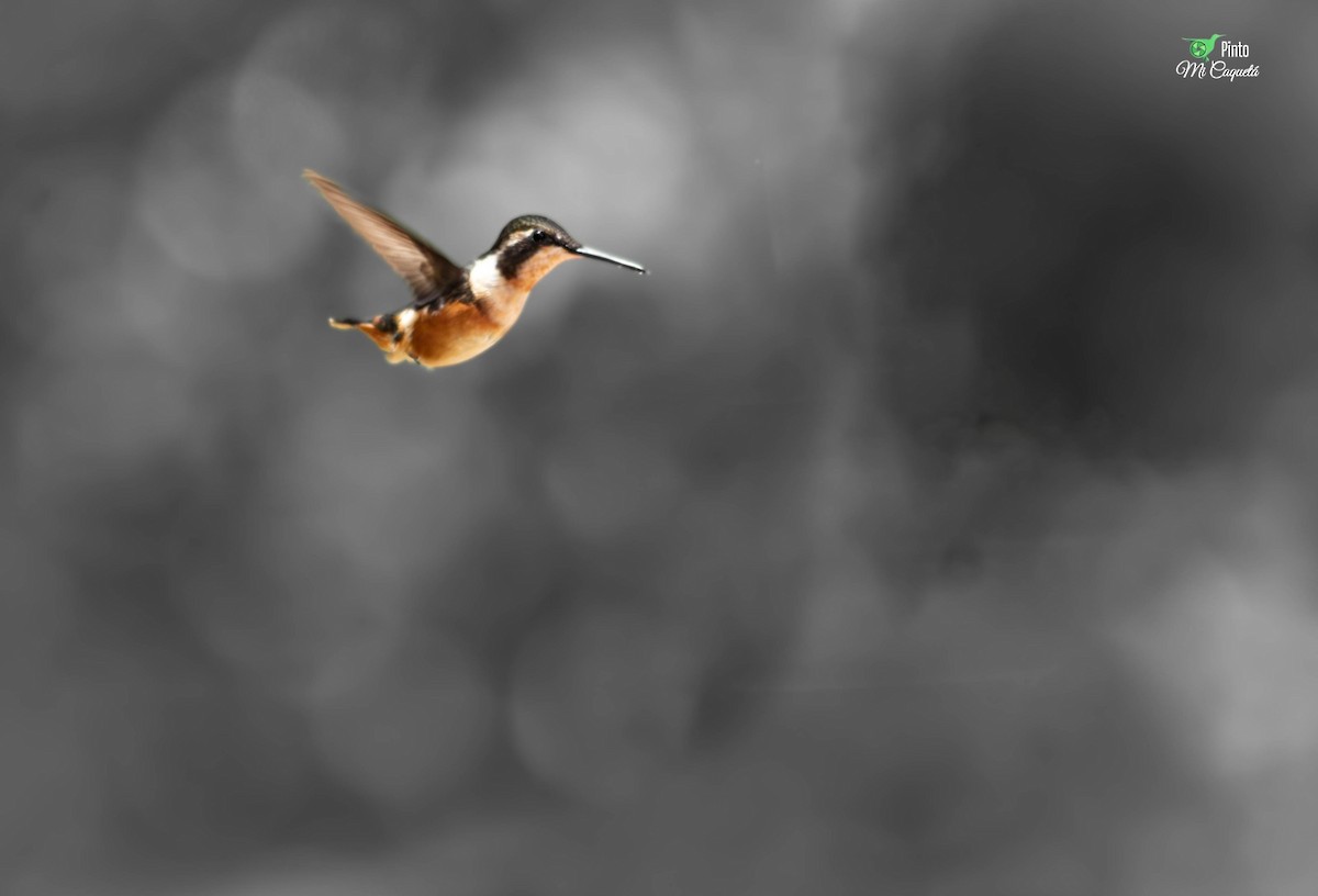 Purple-throated Woodstar - ML643937832