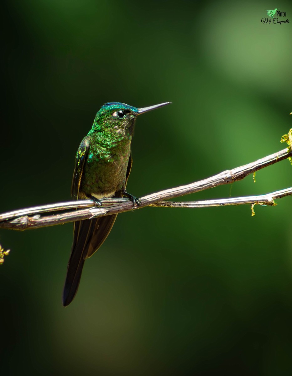 Violet-tailed Sylph - ML643937840